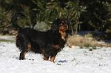 CAVALIER KING CHARLES 501